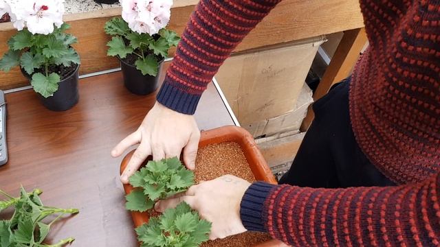 укоренения королевской пеларгонии без потерь мой способ. смотреть онлайн