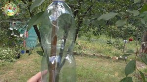 Лайфхак! Сбор вишни пластиковой бутылкой