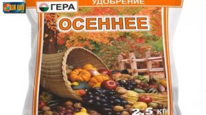 Посадка чеснока под зиму. Как подготовить грядку под чеснок?