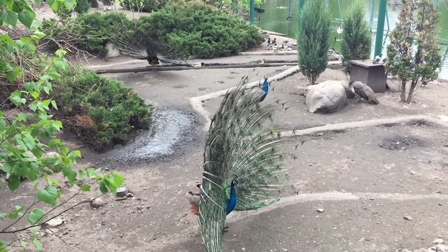 Павлин брачный танец HD Peacock mating dance 2017 а вам слабо ?