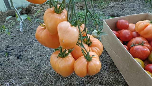 Бычье сердце Персиковое. смотреть онлайн