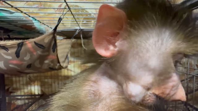 Степашку ПОКУСАЛИ КОМАРЫ, глаз заплыл,он наверно самый сладкий, ни Маню, ни Люсю никогда не кусали) смотреть онлайн