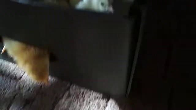 Суточные цыплята Мастер Грей и Ред Бро//Самые выгодные породы кур.