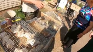Покупаем цыплят и гусят на сельском рынке