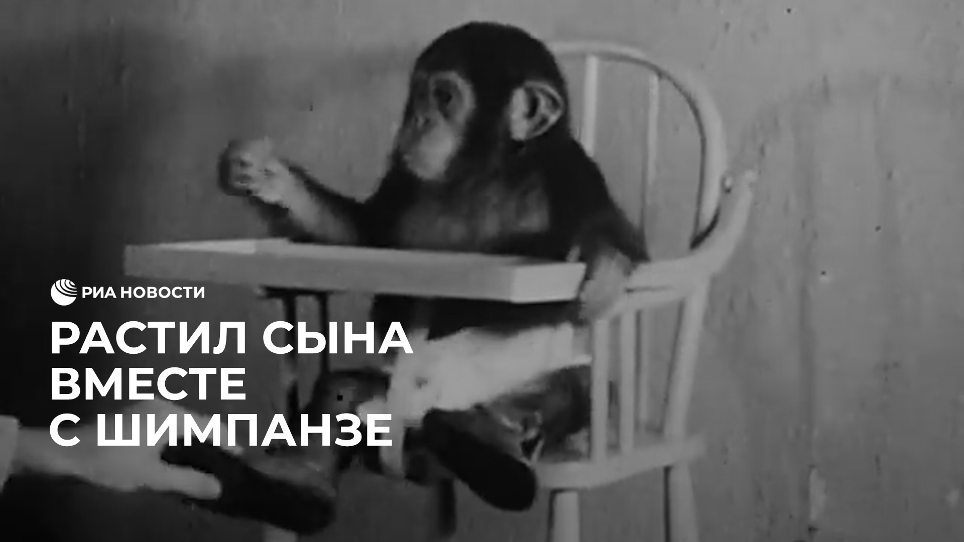 Растил сына вместе с шимпанзе