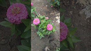 цинния  Double Zahara. цинния Preciosa. цинния Dreamland