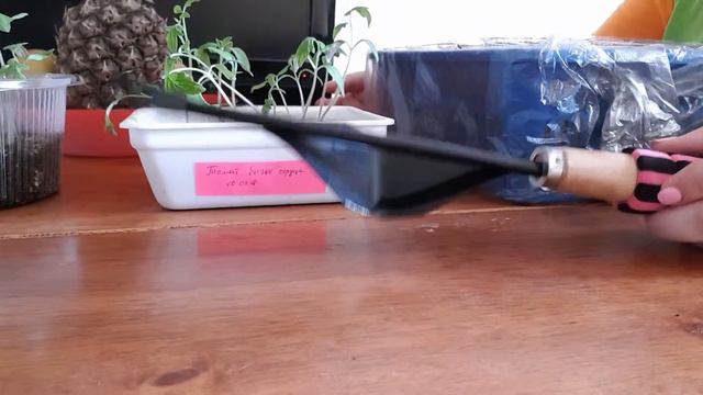 Необычный способ пикировки томатов смотреть онлайн