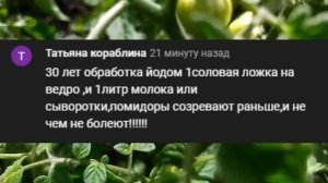30 ЛЕТ ЛУЧШЕ ДЛЯ ПОМИДОРОВ НЕТ / СУПЕР ПОДКОРМКА ПОМИДОР ИЮНЬ-ИЮЛЬ. Чем подкормить томаты.
