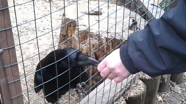 Контактный зоопарк - 8(965)380-13-11 смотреть онлайн