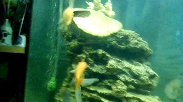 Мини зоопарк смотреть онлайн