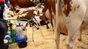 Доильный аппарат ЧВМЗ на выставке Золотая осень 2018. Мастер-класс по доению коров.