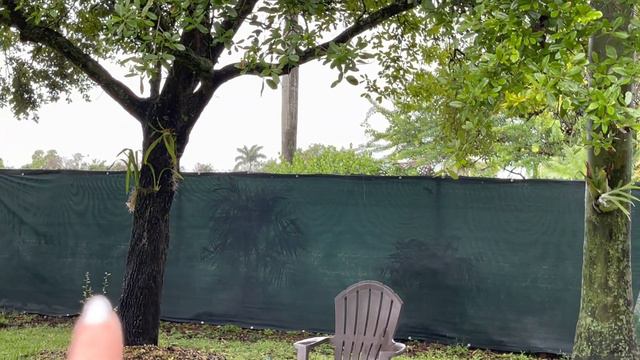 Orchid Garden Update, 1st Tropical Storm, Lots of Rain and How to Prevent Fungus On Orchids смотреть онлайн