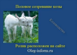 Половое созревание козы