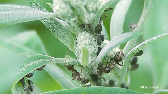 Муравьи Formica cinerea доят тлю смотреть онлайн