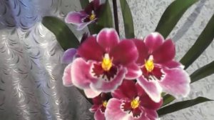 орхидея мильтония , моя влюбленность безгранична!!!