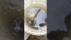эксперимент возможно ли получить жемчужину из пресноводных мидий