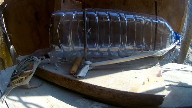 Qushlar uchun tuzoq смотреть онлайн