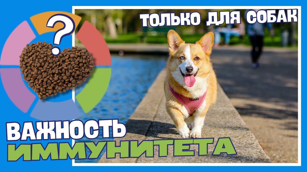 Эффективное питание для собак малых размеров
