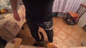 Был на охоте, подстрелил дичь || Показываю, как правильно ощипать, распотрошить и разделать утку