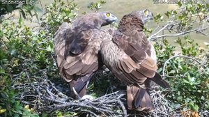 Змееяд 26042022 Израиль