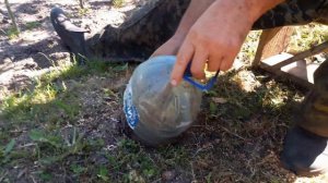 Простой способ удалить пень и как развести грибы в саду