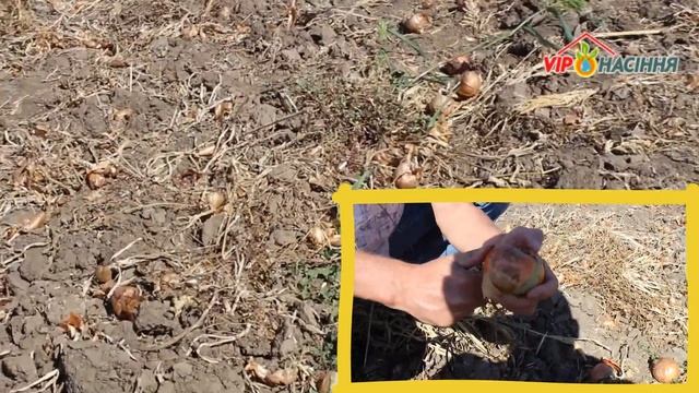 Устойчивость лука Фундадор F1 к фузариозу смотреть онлайн