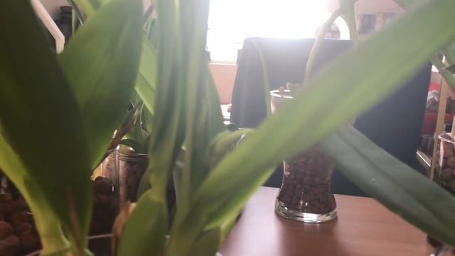 July 2018 Orchid Collection Update: Semi-Hydroponics смотреть онлайн