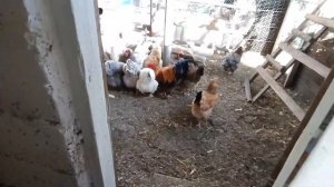 Стало беленько и свежо😊 Гусята не хотят плавать🦢👀 Лучше ремонт чем варка😏😍Живем в своем доме 🏡