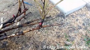 Смотрим корень и почки пиона через год .ИТО-гибрид.