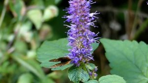 Small Copper Butterfly Visits Purple Giant Hyssop Flowers