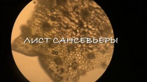 ВЛОГ: УрФУ | жизнь на БИОФАКЕ + конспекты