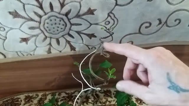 1.формировка бонсай из яблони, укореняем черенки на бонсай apple tree bonsai.mp4