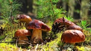 С милым по грыбы частушки от Верушки