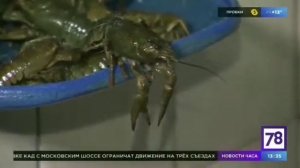 Живые раки и морепродукты.