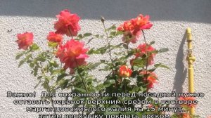 Роза Арлекин