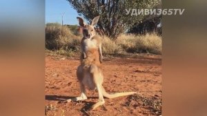Приколы с животными. Угарные моменты с кенгуру. Fun with animals. Carbon moments with kangaroo.