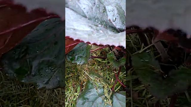 Бузульник Брит Мари Кроуфорд