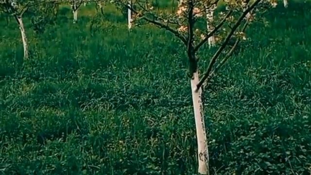 Розквітали вишні біля річки..."Катюша" на бандерівський лад смотреть онлайн