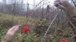 Ягоды осенью как собрать калину в лесу, видео rybachil.ru.mpg
