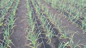 02.06.22. Капельный полив чеснока