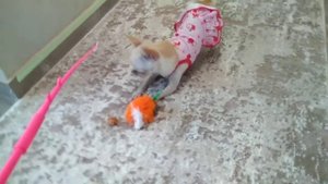 Чихуахуа Мия и любимая игрушка.