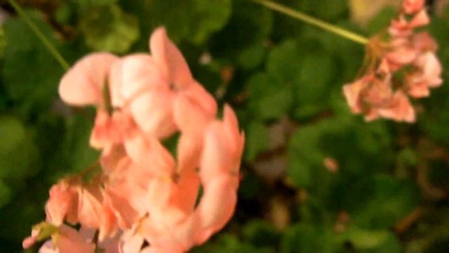 Пеларгония зональная дома. Часть 1 (12.04.16) смотреть онлайн