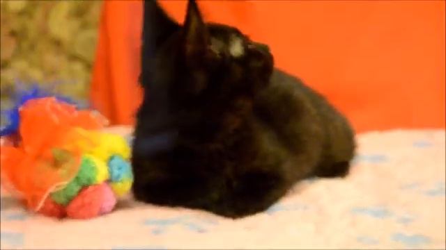 Москва. Маленький черненький котенок в дар!!Срочно!! смотреть онлайн