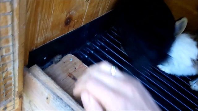 Самка не кроется. Почему крольчиха не идёт в случку. Одна из частых причин. смотреть онлайн