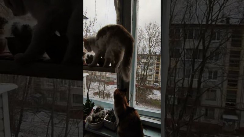 За окном опять птиченек показывают