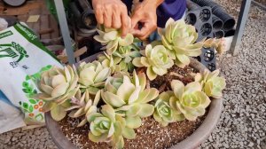 초거대 다육식물 "백봉" 분갈이 (Echeveria cv. Hakuhou)