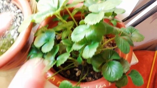 Выращивание дома ремонтантная клубника земляника Strawberry на окне 10.03.19. Ягода проросла.