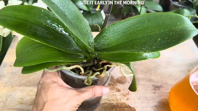 Tôi đổ 1 chai vào rễ! Cây lan lập tức nở hoa quanh năm rất dễ смотреть онлайн