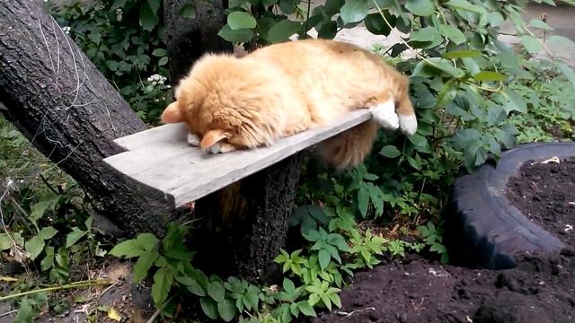 Рыжий кот спит на лапках смотреть онлайн