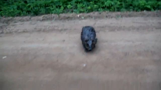 На меня напал бобер 23 05 12  ,Видео снято в Тверской обл  Андреапольский р н деревня Торопаца  При